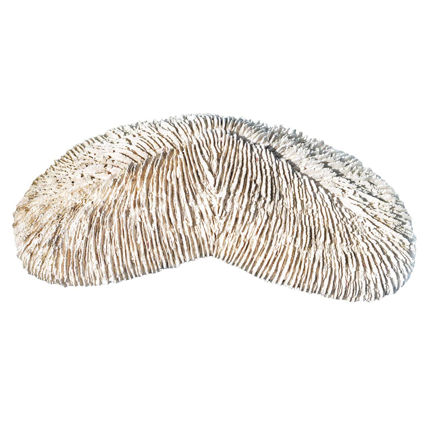 Back to Nature Herpolitha limax coral 24 x 13 x 6 cm