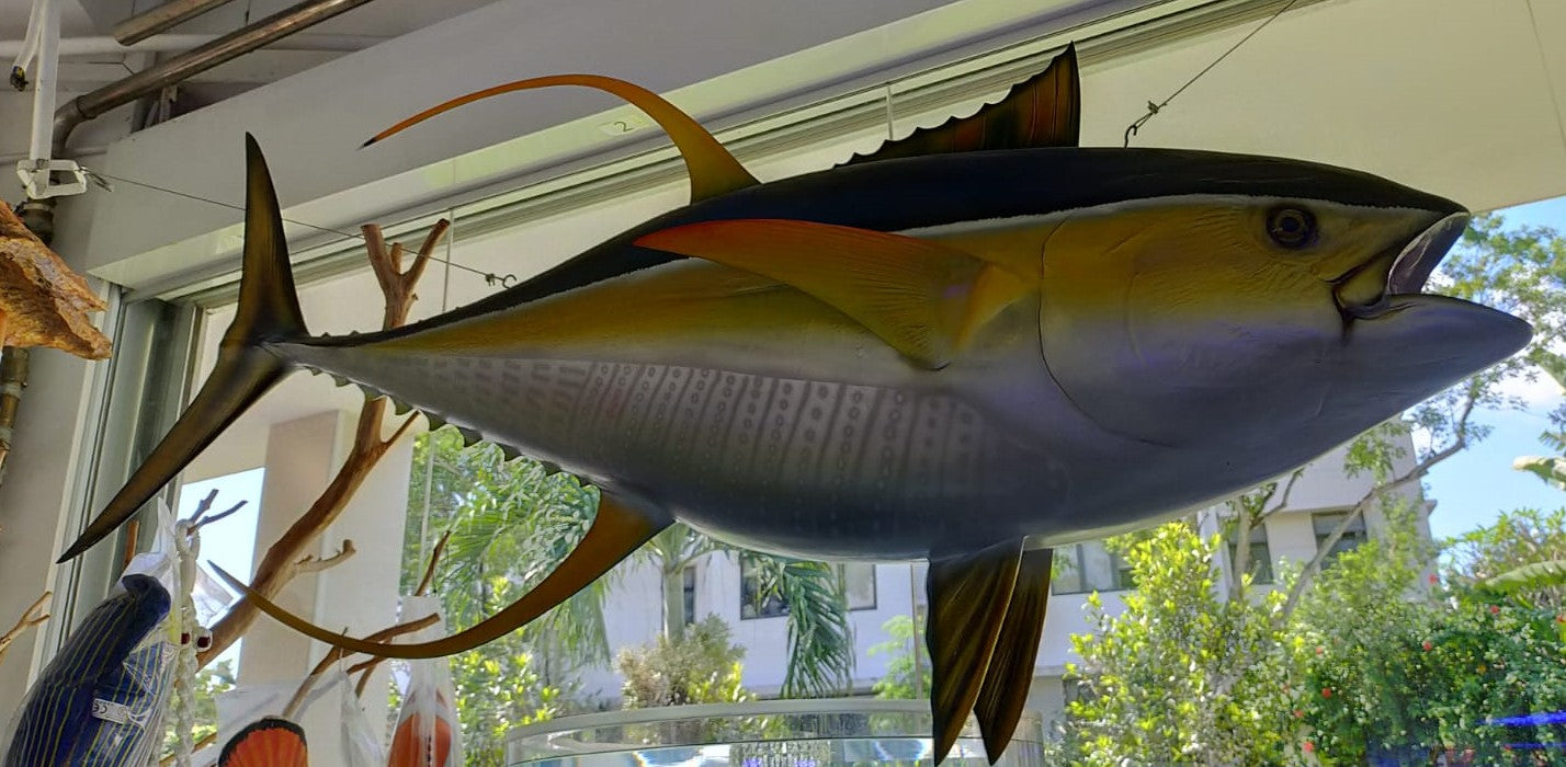 Yellowfin Tuna Deco
