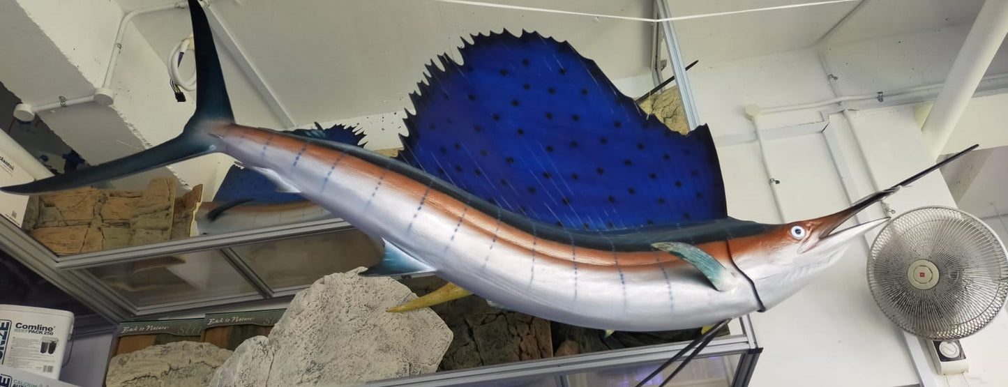 Sailfin Deco
