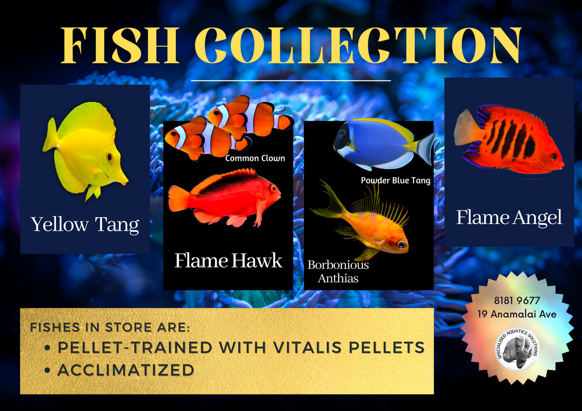 Fish Collection – Specialised Aquatics