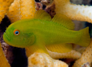 Yellow prickled head coral goby