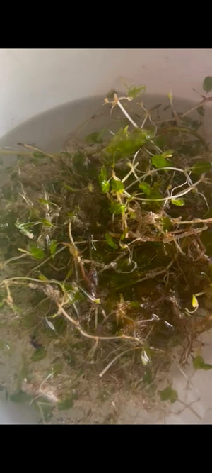 halophila seagrass