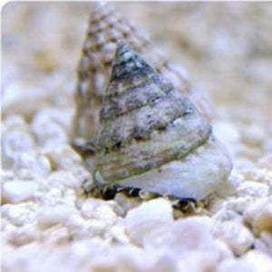 Tectus snail