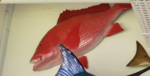 Red Snapper Deco