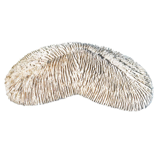 Back to Nature Herpolitha limax coral 24 x 13 x 6 cm