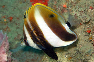 Highfin Coralfish L 281119