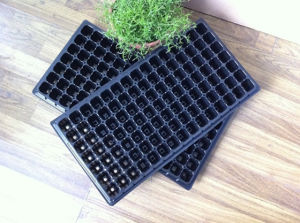 Seed Tray