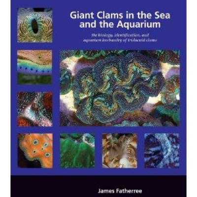 Giant Clams in the Sea and the Aquarium