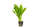 Fw Plants SP