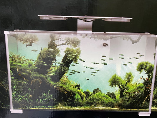 Anubias Desktop Aquarium Kit