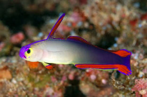 Flame Goby