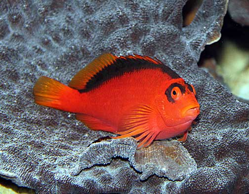 Flame Hawkfish