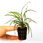 Fw Plants SP