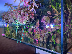 Used Planted Tank 4 ft