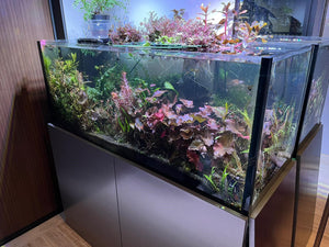 Used Planted Tank 4 ft