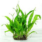 Fw Plants SP