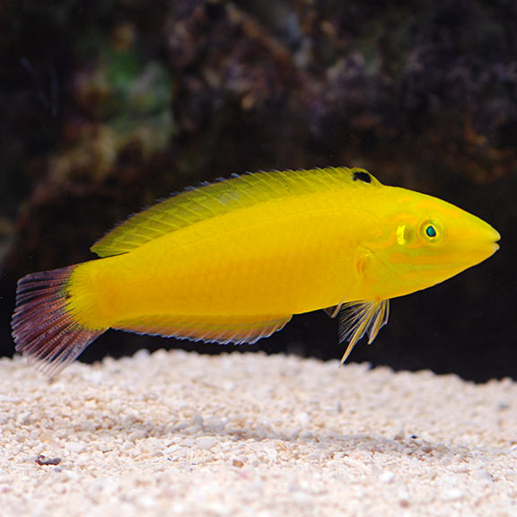 Yellow Canary Wrasse