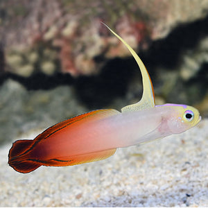 Fire Goby / Firefish