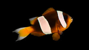 Madagascar Anemonefish_Amphiprion latifasciatus