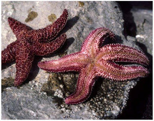 Purple/ Red Starfish