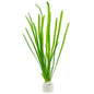 Fw Plants SP